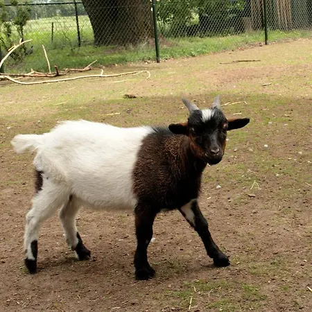 Hoeve Nijssen 3* Asten
